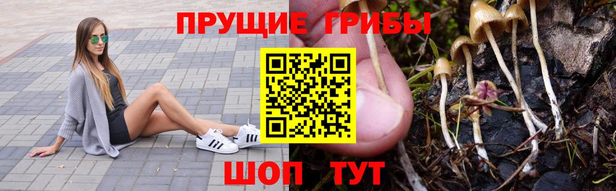 Псилоцибиновые грибы Cubensis  Вход с VPN  Заводоуковск 